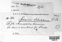 Amarenographium metableticum image